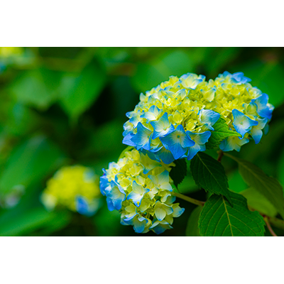 Thumbnail Image 1