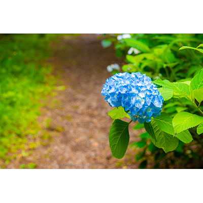 Thumbnail Image 1
