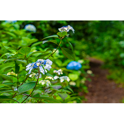 Thumbnail Image 1