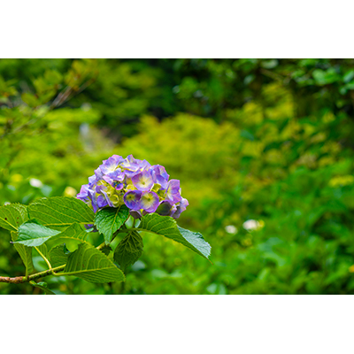 Thumbnail Image 1