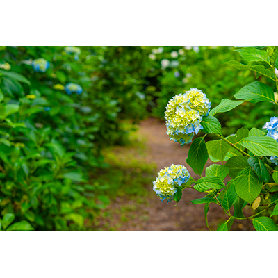 Thumbnail Image 1
