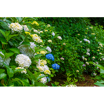 Thumbnail Image 1