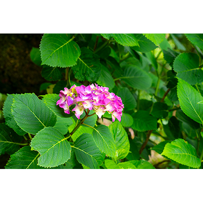 Thumbnail Image 1