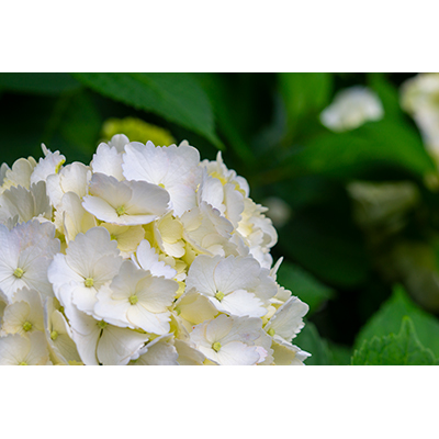 Thumbnail Image 1