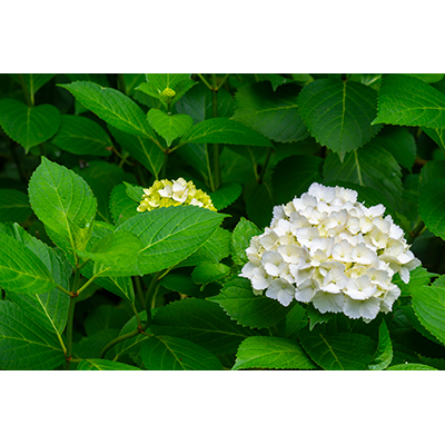 Thumbnail Image 1