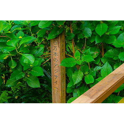 Thumbnail Image 1