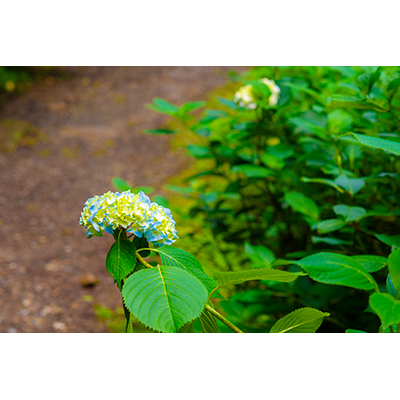 Thumbnail Image 1