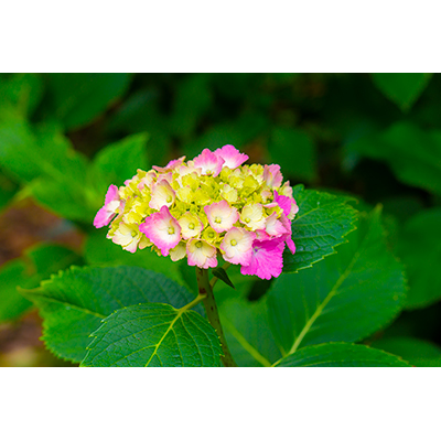 Thumbnail Image 1