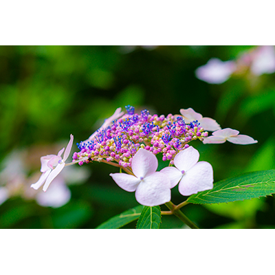 Thumbnail Image 1