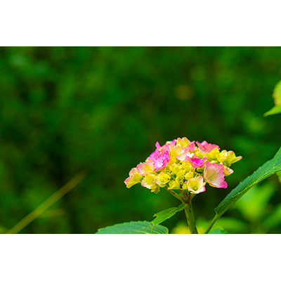 Thumbnail Image 1
