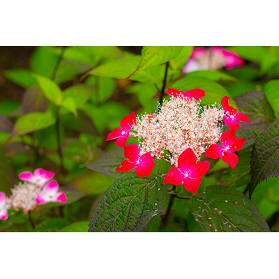 Thumbnail Image 1