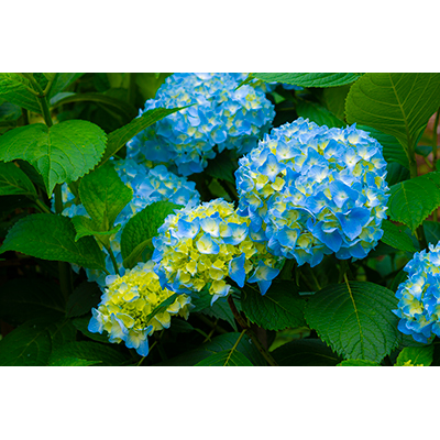 Thumbnail Image 1