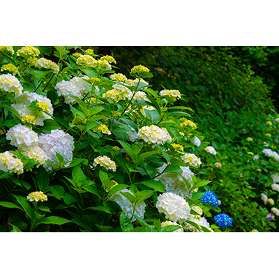 Thumbnail Image 1