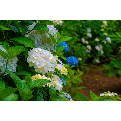 Thumbnail Image 1