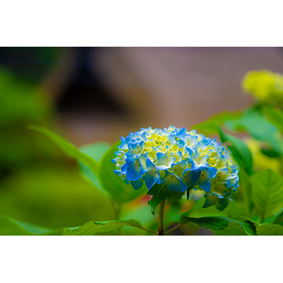 Thumbnail Image 1