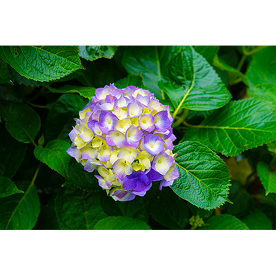 Thumbnail Image 1