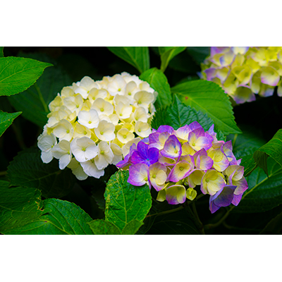 Thumbnail Image 1