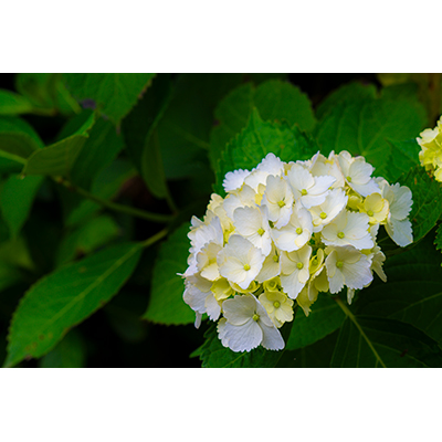 Thumbnail Image 1