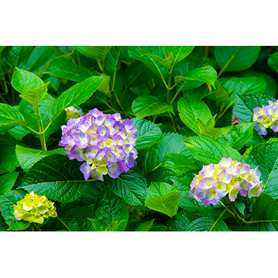 Thumbnail Image 1