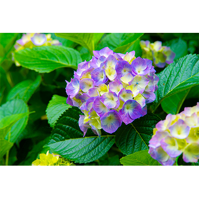 Thumbnail Image 1