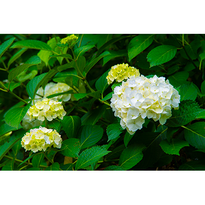 Thumbnail Image 1