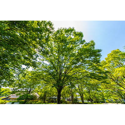 Thumbnail Image 1