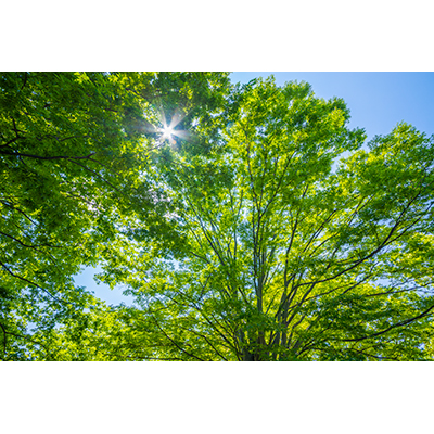 Thumbnail Image 1