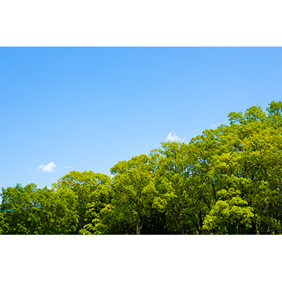 Thumbnail Image 1