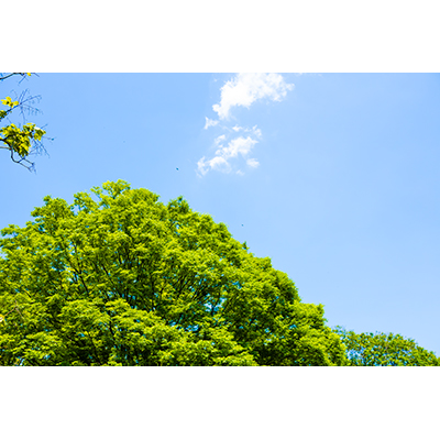 Thumbnail Image 1