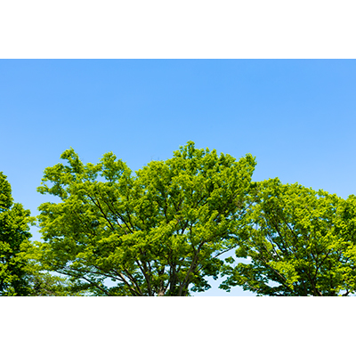 Thumbnail Image 1