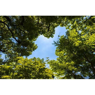 Thumbnail Image 1