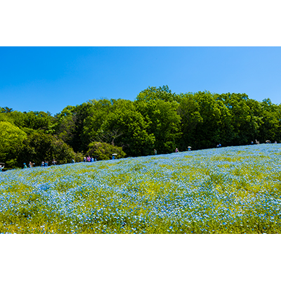 Thumbnail Image 1