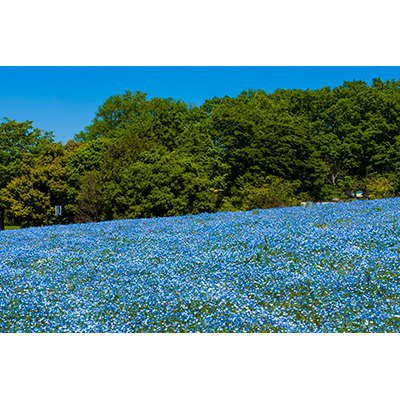 Thumbnail Image 1
