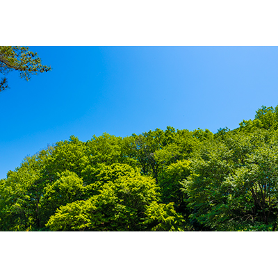 Thumbnail Image 1