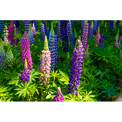 Thumbnail Image 1