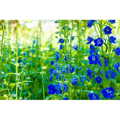 Thumbnail Image 1