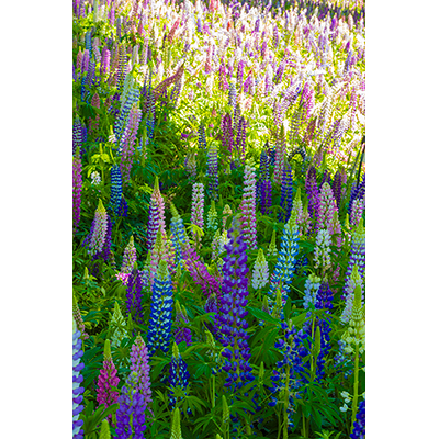 Thumbnail Image 1