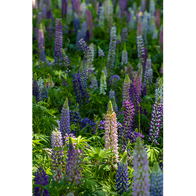 Thumbnail Image 1