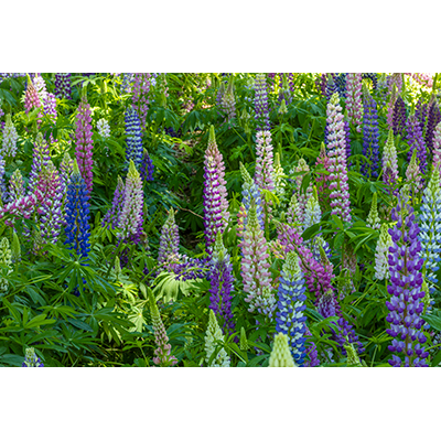 Thumbnail Image 1