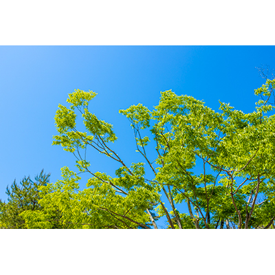 Thumbnail Image 1