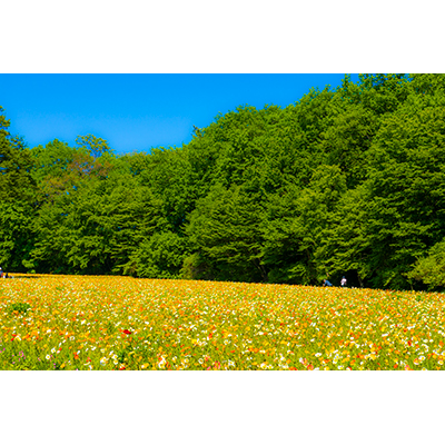 Thumbnail Image 1