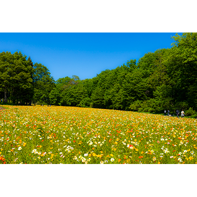 Thumbnail Image 1