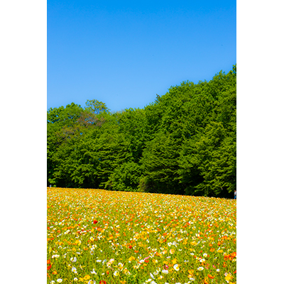 Thumbnail Image 1