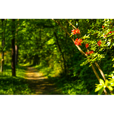 Thumbnail Image 1